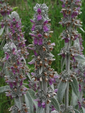 Stachys byzantina