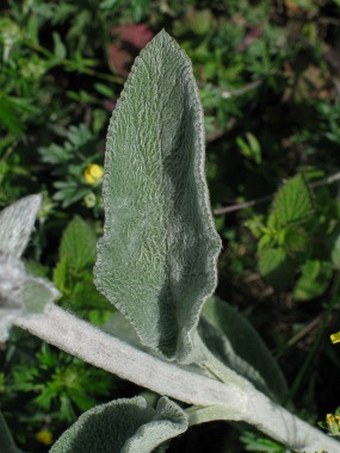 Stachys byzantina