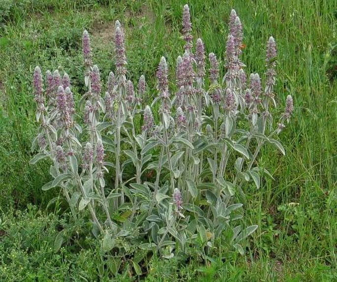 Stachys byzantina