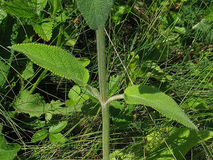 Stachys germanica