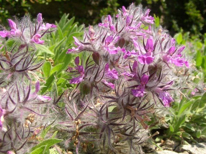 Stachys lavandulifolia