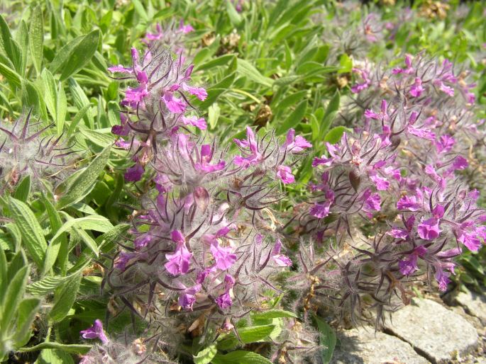 Stachys lavandulifolia