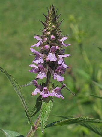 Stachys palustris