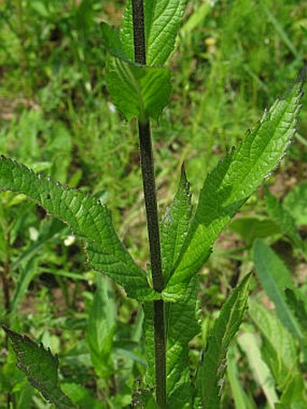 Stachys palustris