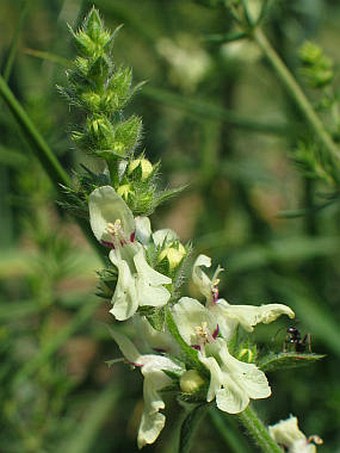 Stachys recta