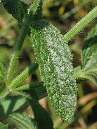 Stachys recta