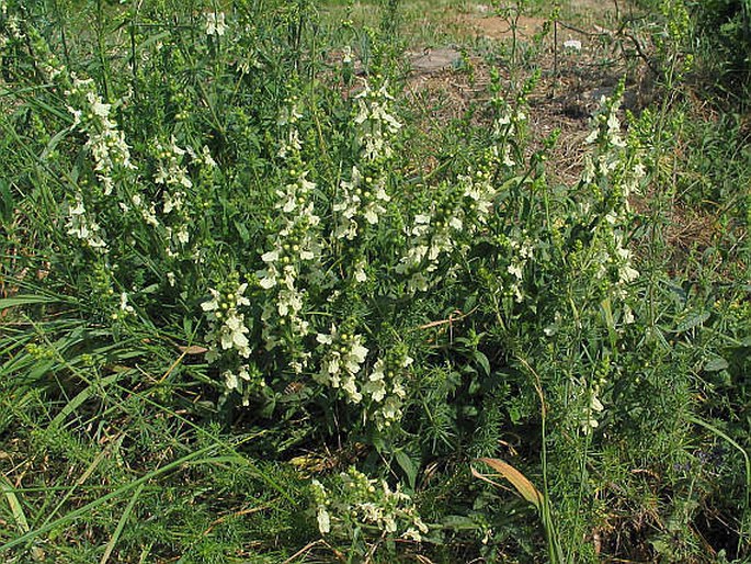 Stachys recta