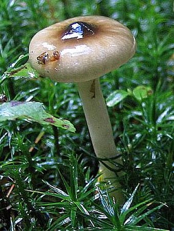 Hygrophorus olivaceoalbus