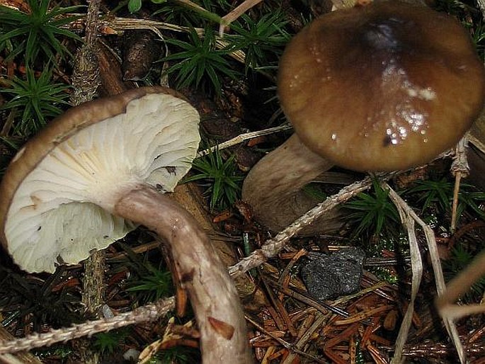 Hygrophorus olivaceoalbus