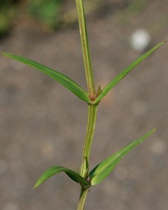 Stellaria graminea