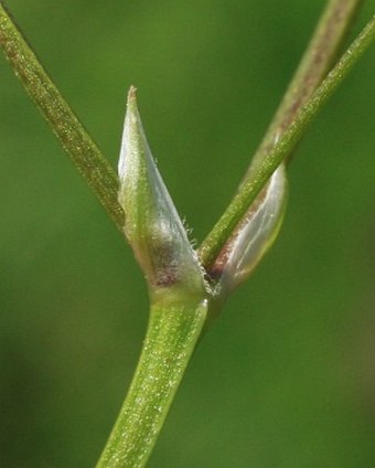 Stellaria graminea