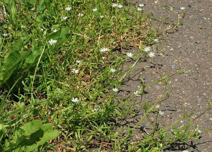 Stellaria graminea