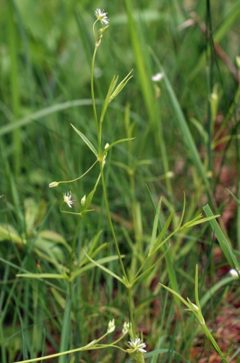 Stellaria longifolia