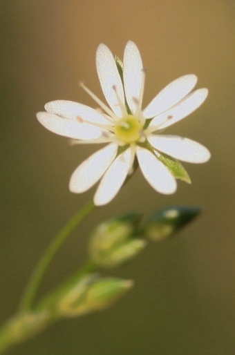 Stellaria longifolia