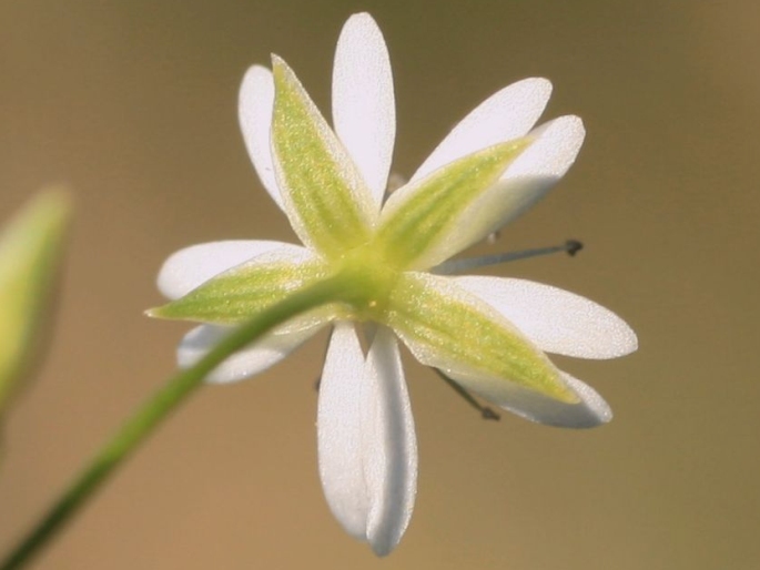 Stellaria longifolia