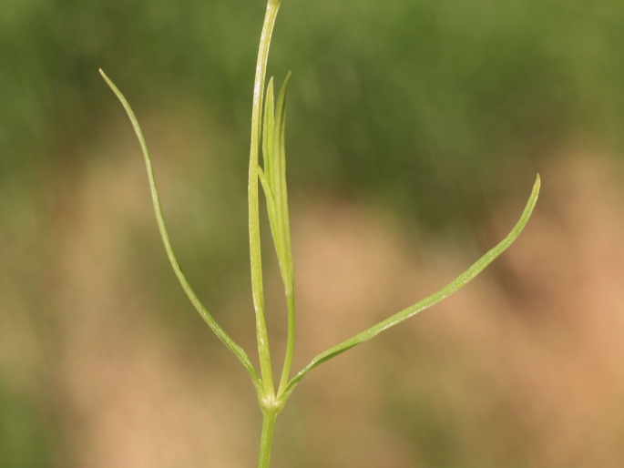 Stellaria longifolia