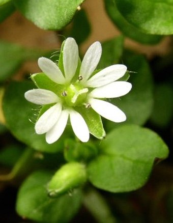 Stellaria media