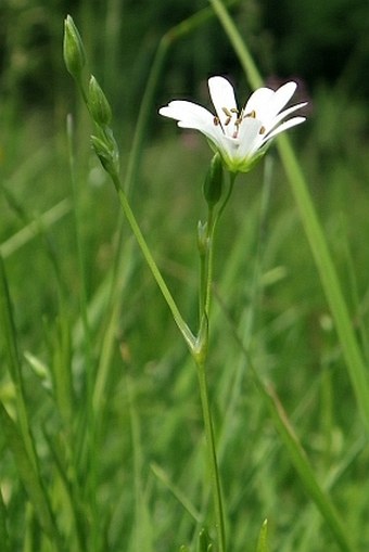 Stellaria palustris