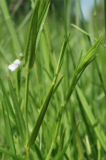 Stellaria palustris