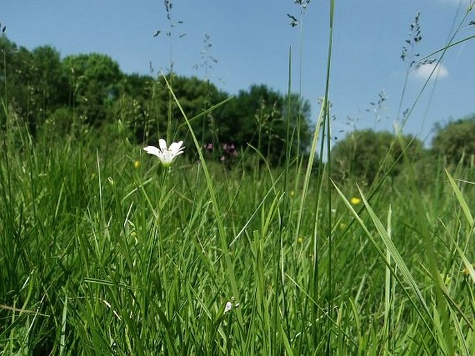 Stellaria palustris