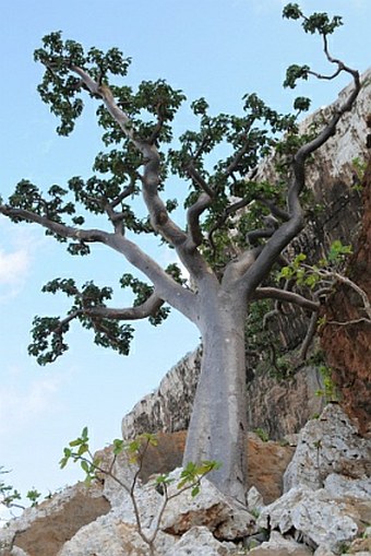 Sterculia africana