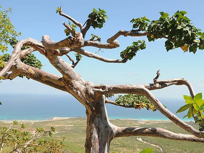 STERCULIA AFRICANA (Lour.) Fiori – lejnice