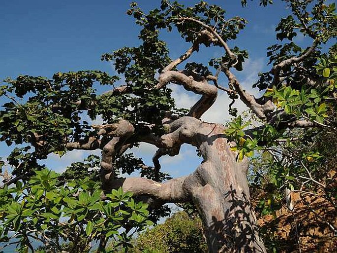 Sterculia africana