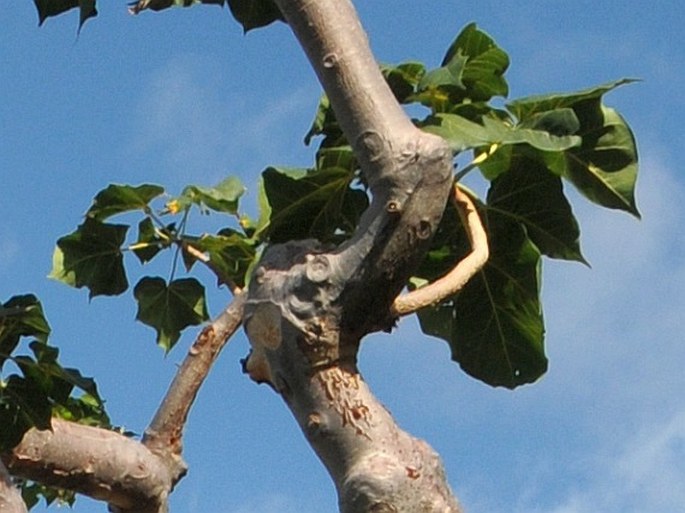 Sterculia africana var. socotrana