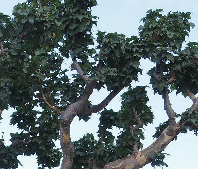 Sterculia africana var. socotrana