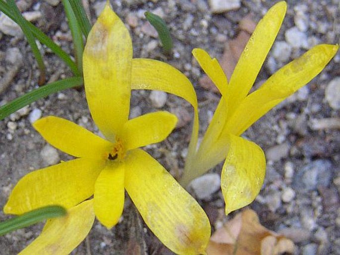 STERNBERGIA COLCHICIFLORA Waldst. et Kit. – lužanka ocúnokvětá / šternbergia jesienkovitá