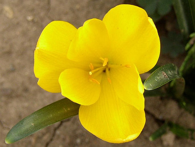 STERNBERGIA LUTEA (L.) Ker-Gawl. ex Sprengel – lužanka / šternbergia