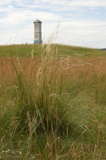 Stipa pennata var. puberula