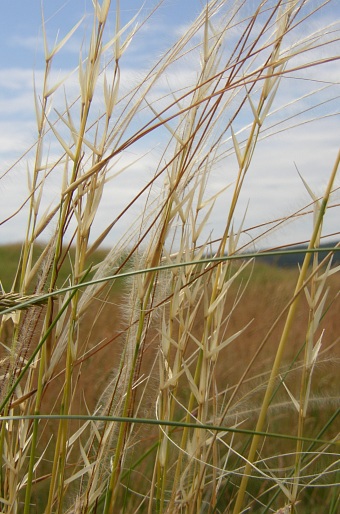 Stipa pennata var. puberula