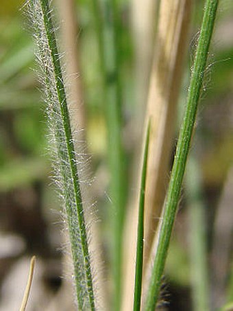 Stipa dasyphylla