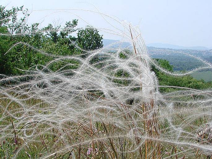 STIPA DASYPHYLLA (Lindem.) Trautv. – kavyl chlupatý / kavyľ chlpatý