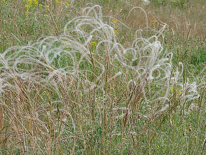 Stipa dasyphylla