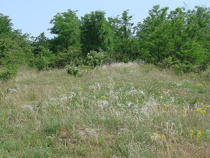 Stipa dasyphylla