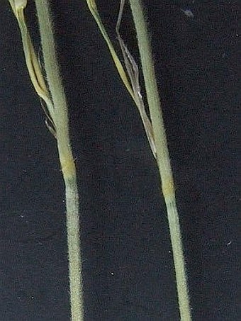 Stipa eriocaulis