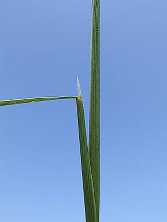 Stipa eriocaulis