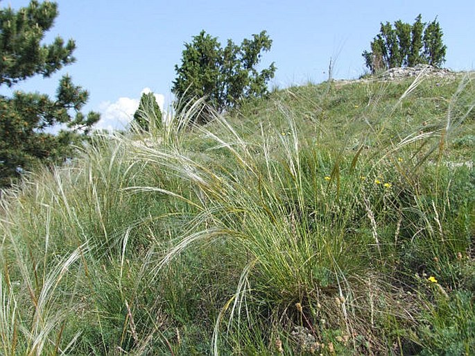 STIPA ERIOCAULIS Borbás – kavyl skalní / kavyľ drsnosteblový