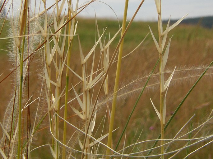 Stipa pennata