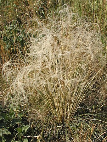 Stipa pennata