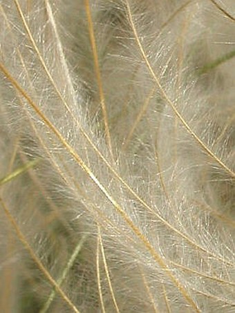 Stipa pennata