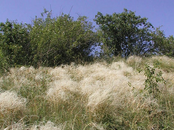 Stipa pennata