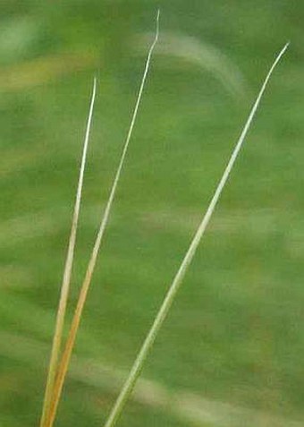 Stipa tirsa