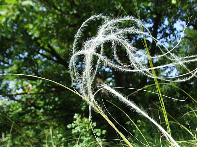 STIPA TIRSA Stev. – kavyl tenkolistý / kavyľ tenkolistý