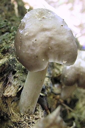 Pluteus cervinus