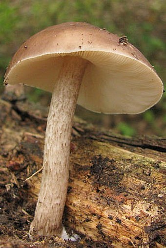 Pluteus cervinus