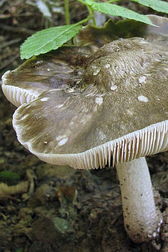 Pluteus cervinus