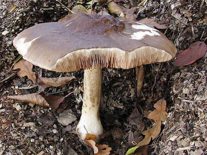 Pluteus cervinus